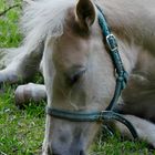 Schlafendes Fohlen (Haflinger P0696-2)