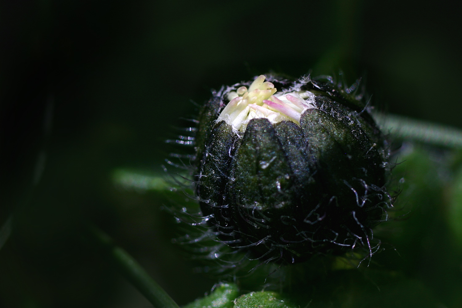 schlafendes Gänseblümchen