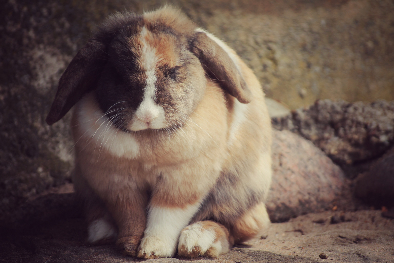 schlafendes Kaninchen