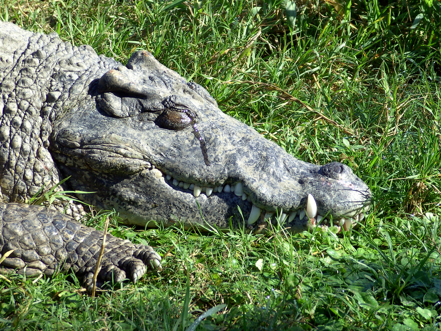 schlafendes Kroko in Kuba