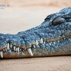Schlafendes Krokodil