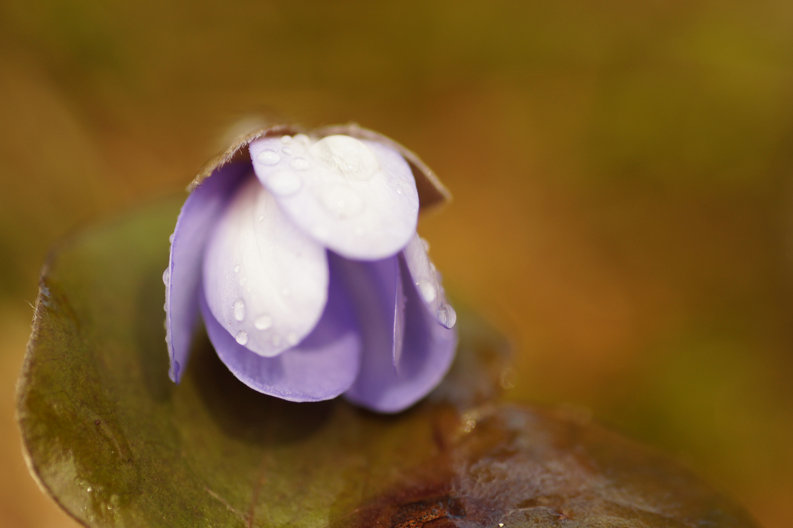 "Schlafendes" Leberblümchen