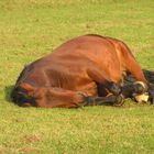 Schlafendes Pferd
