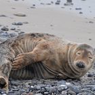 Schlafendes Raubtier auf Helgoland