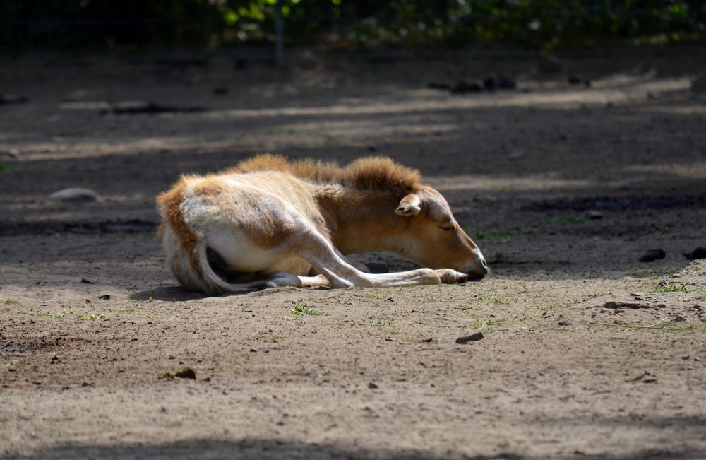 Schlafendes Wildfohlen