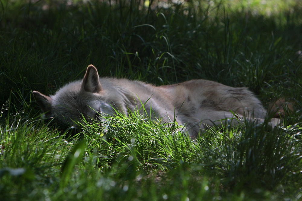 schlafendes Wölfchen