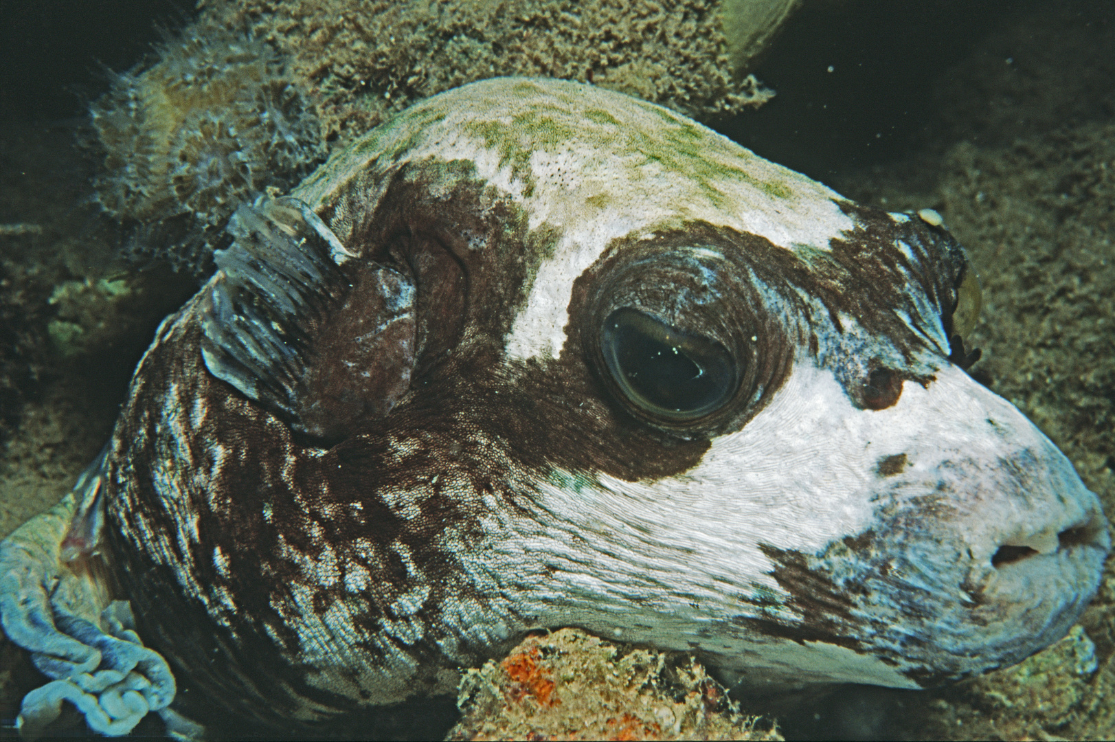 Schlafener Maskenkugelfisch