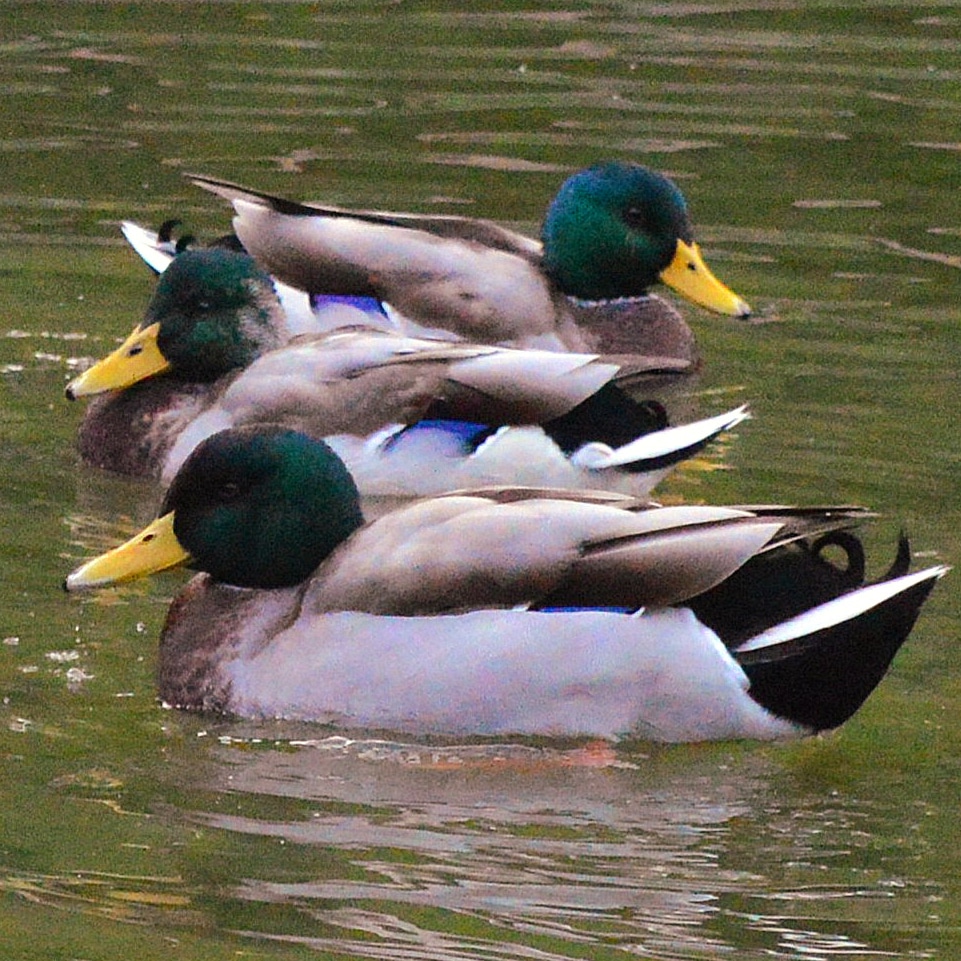 Schlafenszeit im Schlosspark 