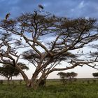 Schlafenszeit in der Serengeti