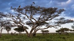 Schlafenszeit in der Serengeti