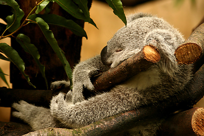 Schlafes Koala...ähm, oder so...