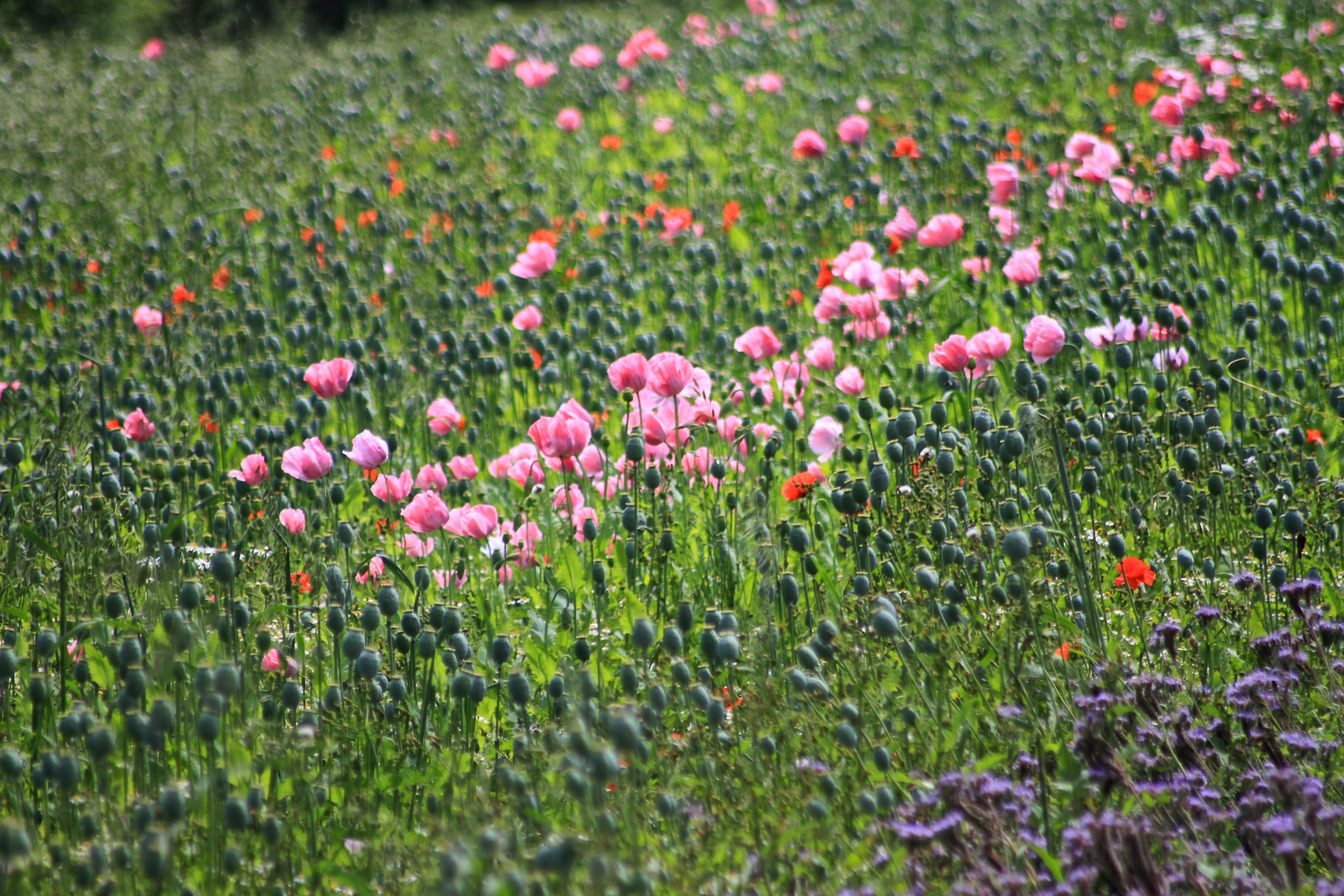 Schlafes Mohn