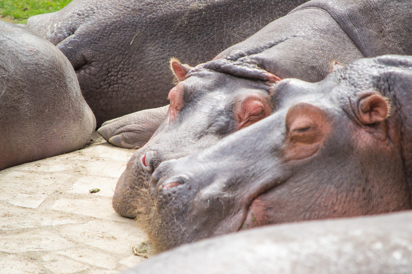 Schlaffe Hippos