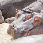 Schlaffe Hippos