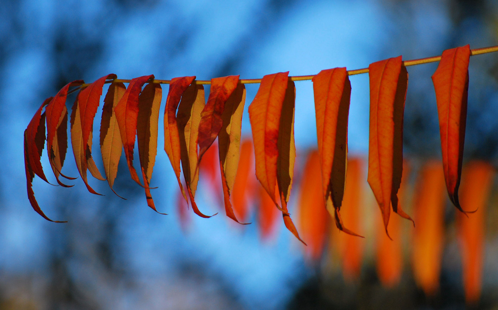 Schlaffes Blattwerk im Herbst