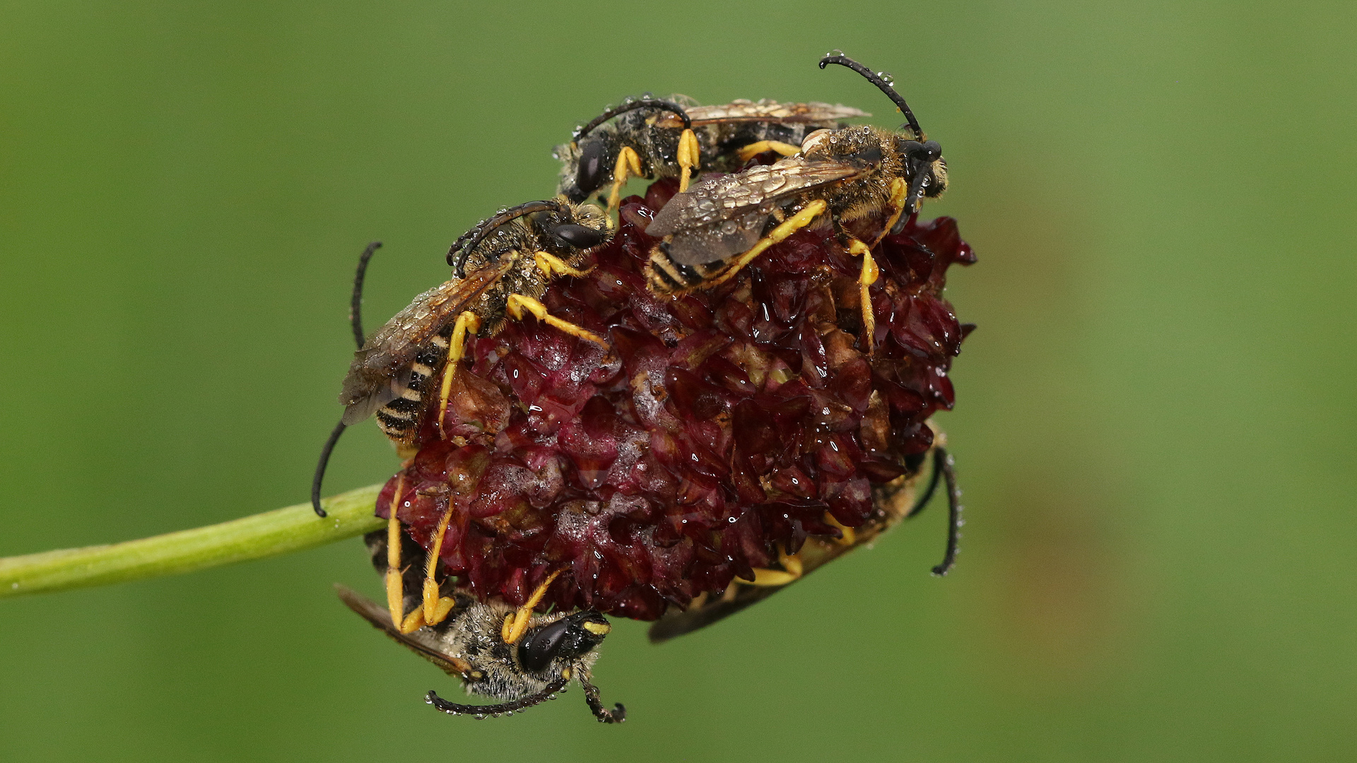 Schlafgemeinschaft der Gelbbindigen Furchenbienen..