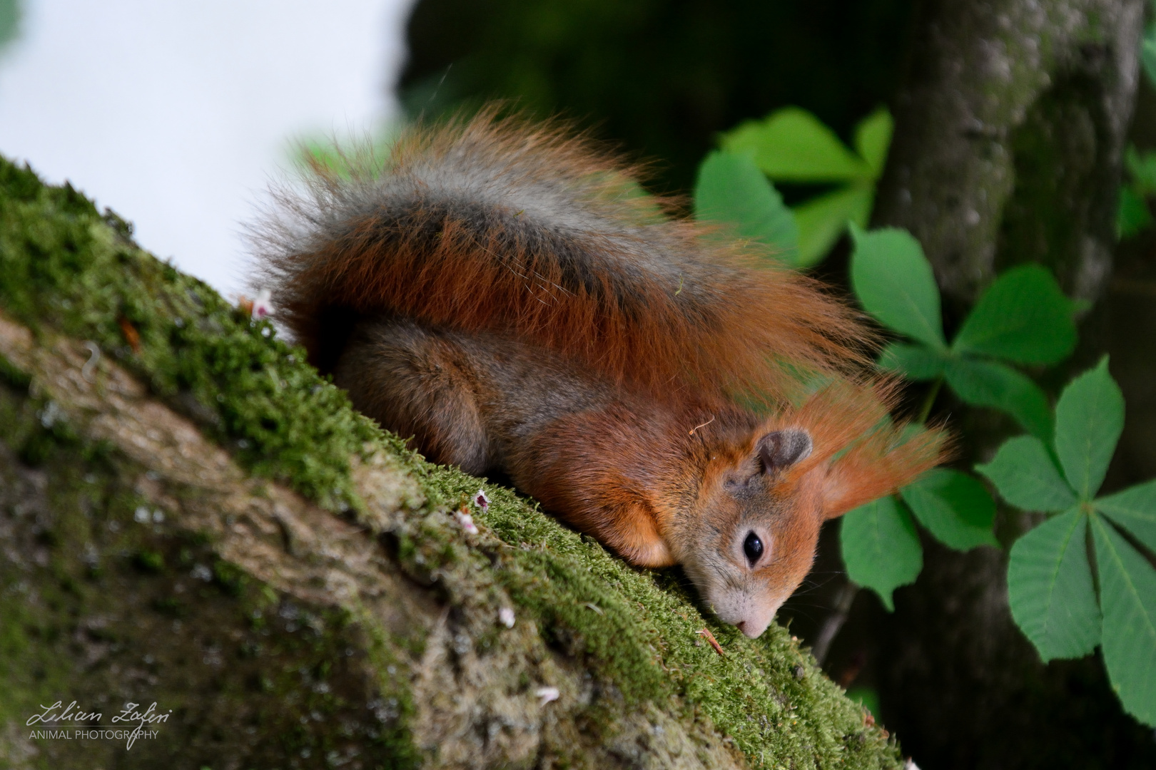 Schlafhörnchen