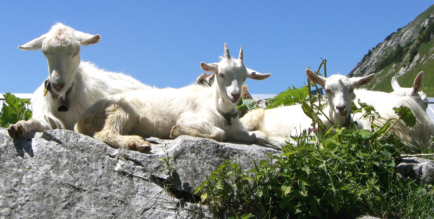 Schlafidylle bei der Alp Grueb :-)