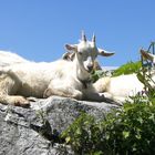 Schlafidylle bei der Alp Grueb :-)