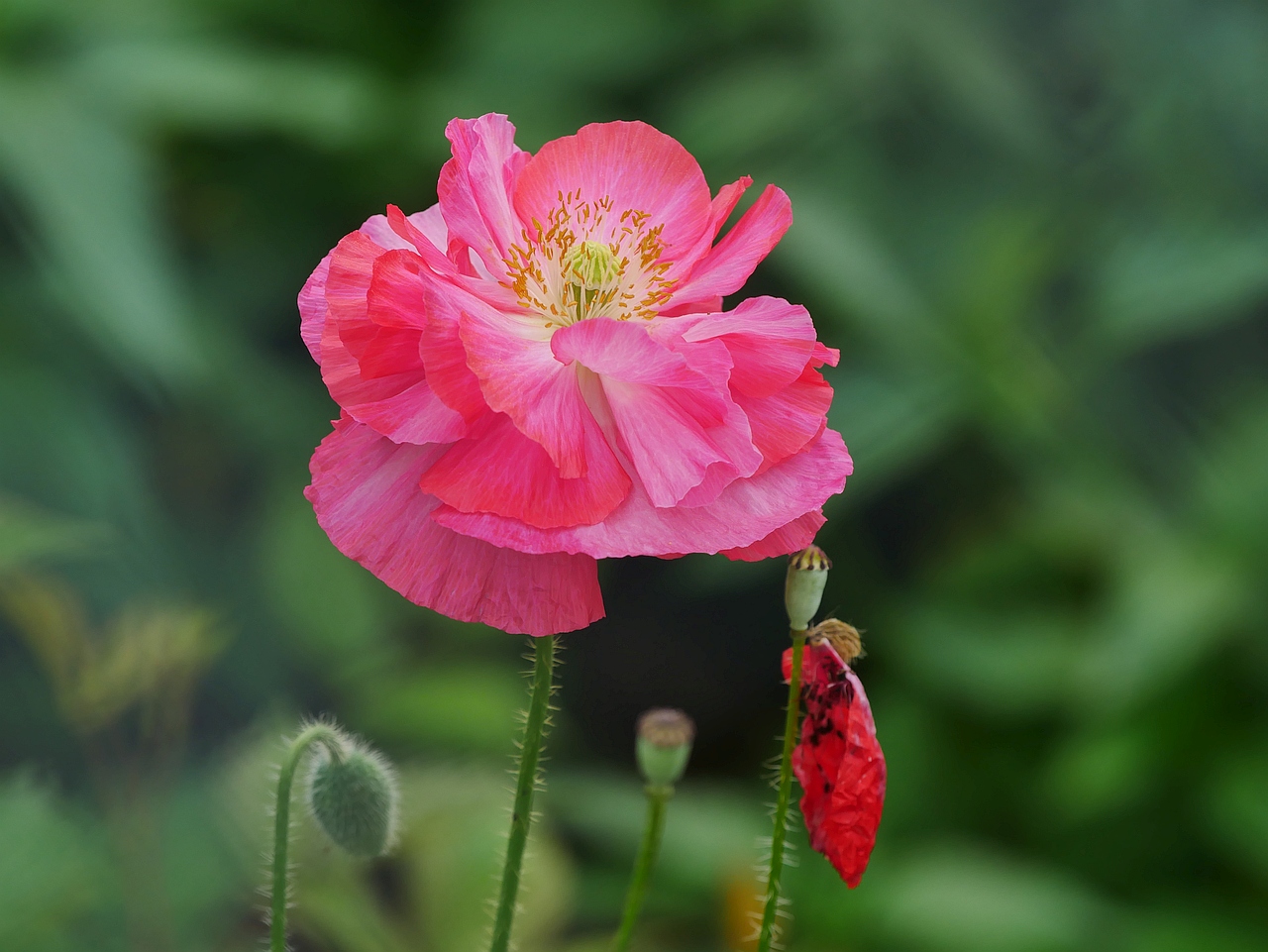 Schlafmohn