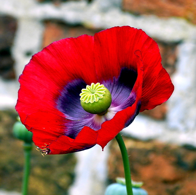 SCHLAFMOHN