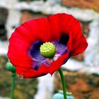 SCHLAFMOHN