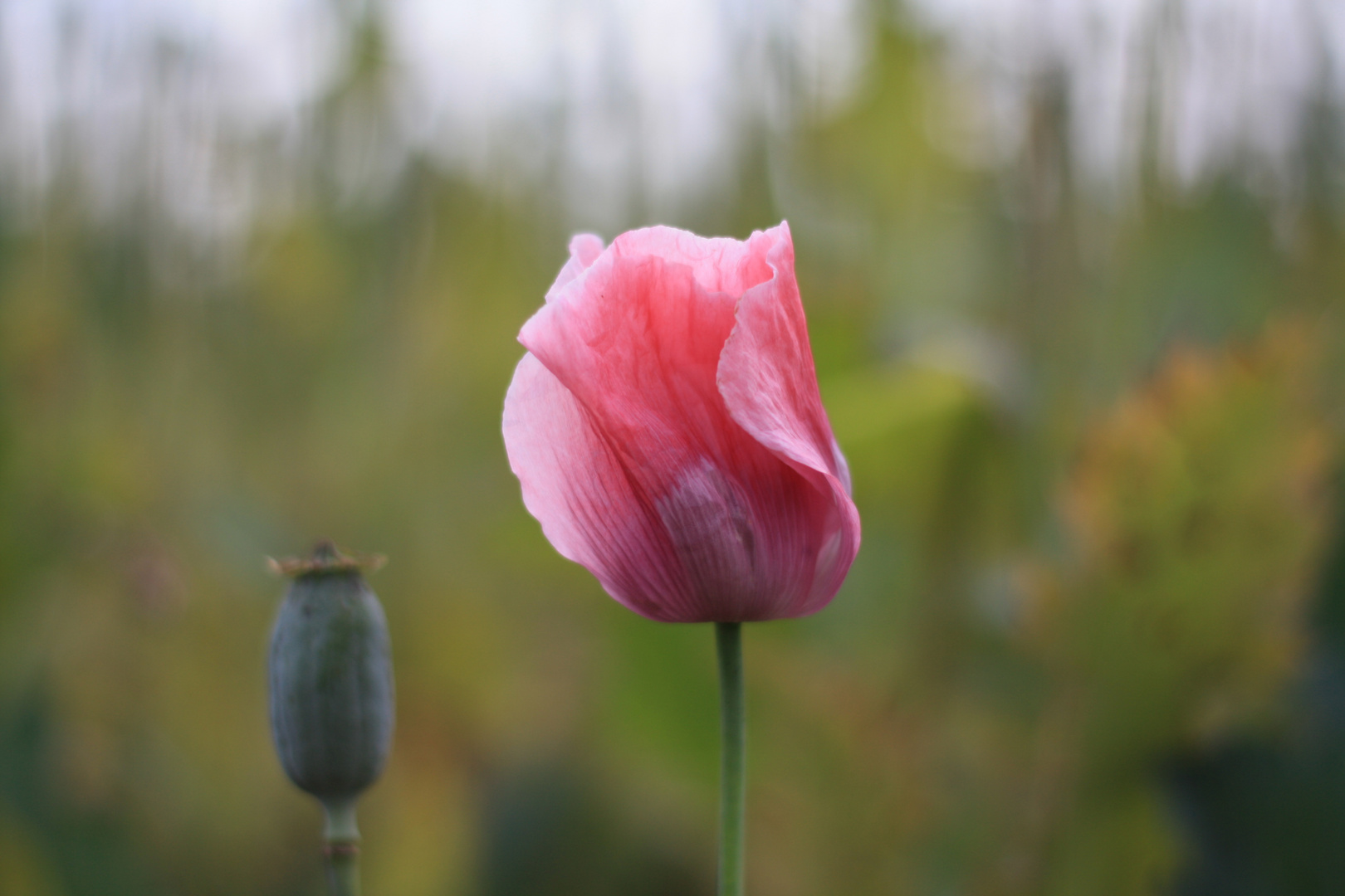 Schlafmohn