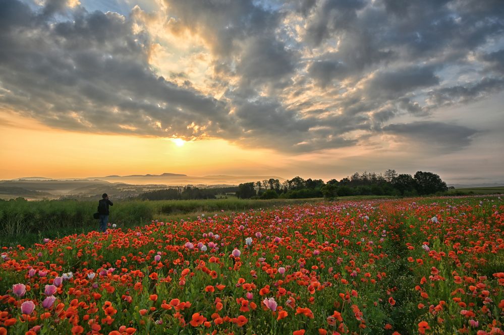 Schlafmohn