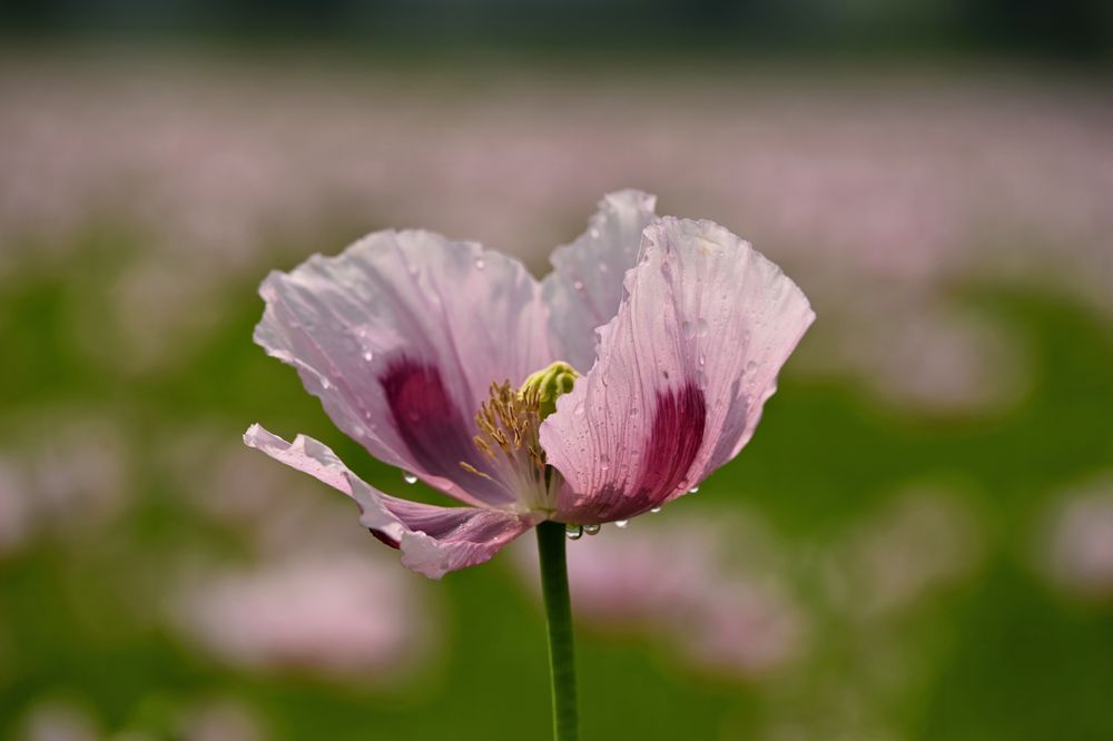 Schlafmohn