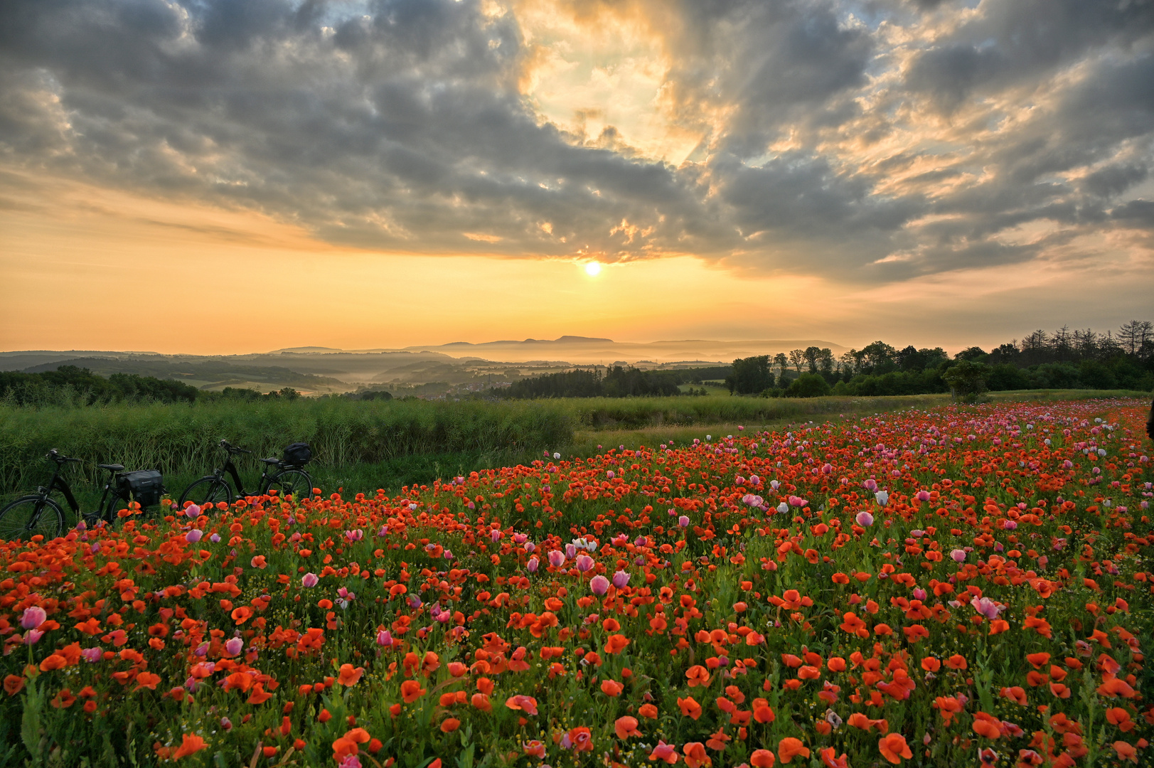 Schlafmohn