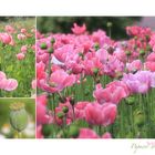 SCHLAFMOHN -2-