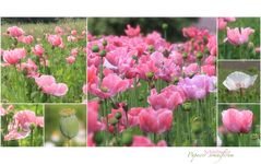 SCHLAFMOHN -2-