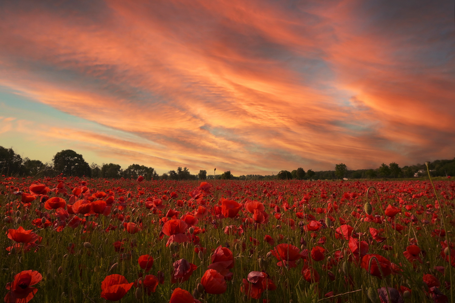 Schlafmohn 