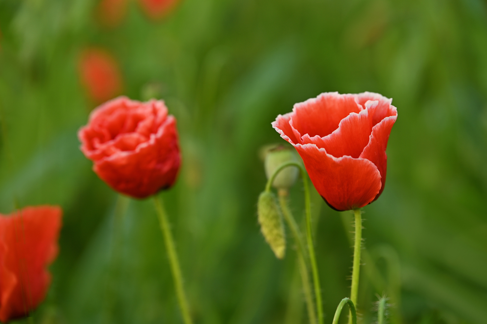 Schlafmohn