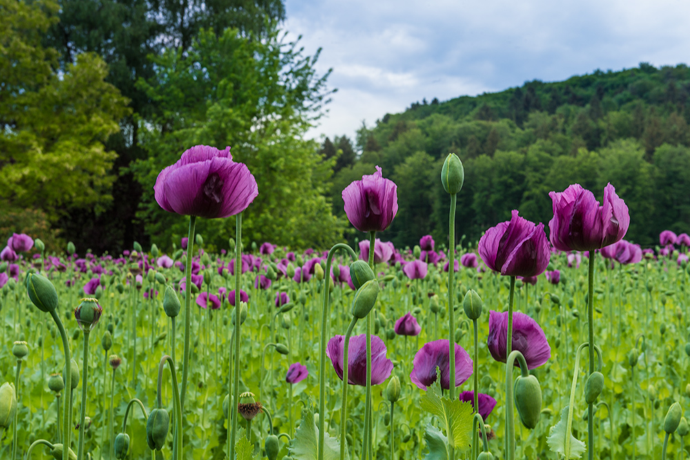 Schlafmohn