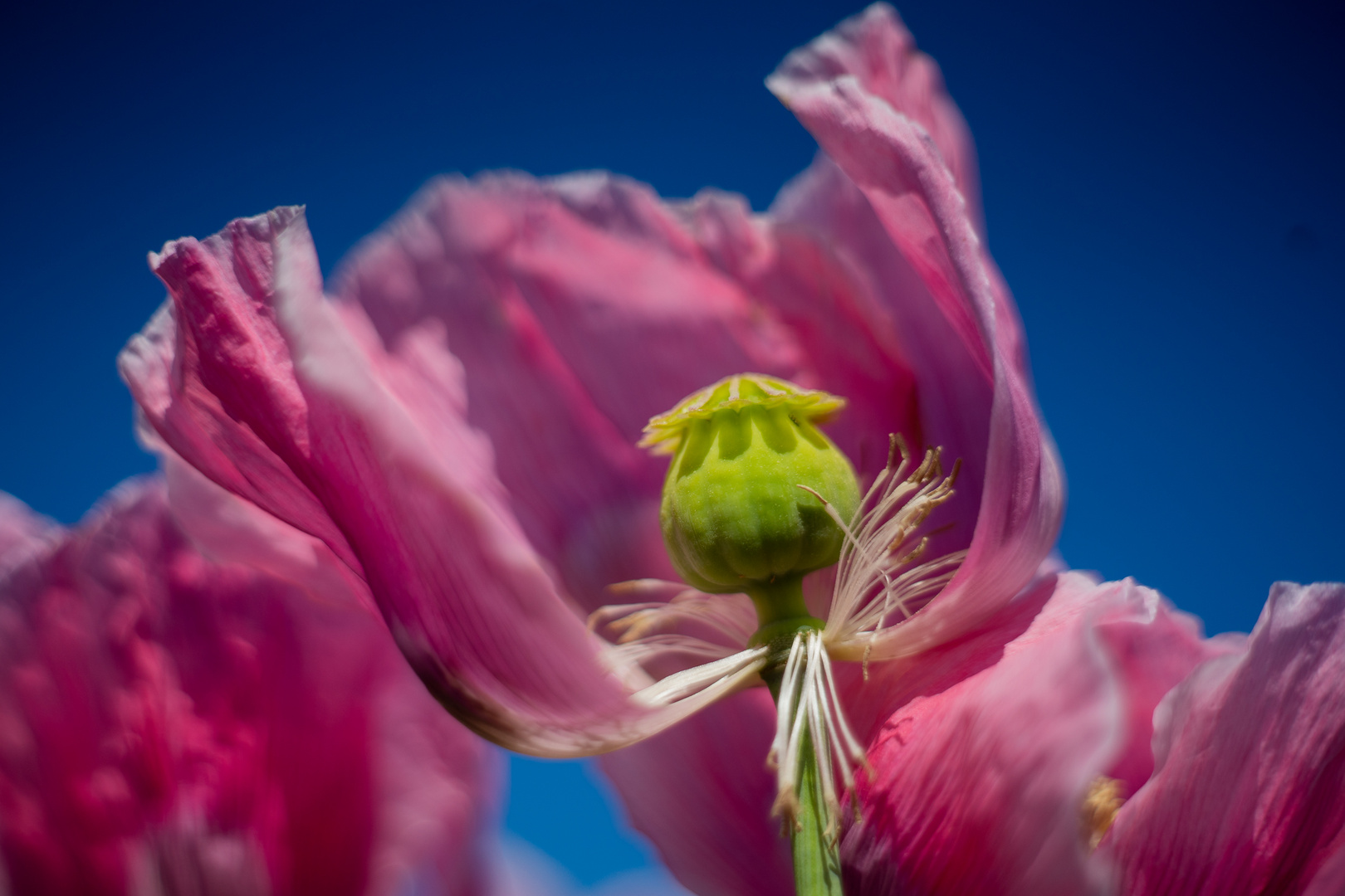 Schlafmohn