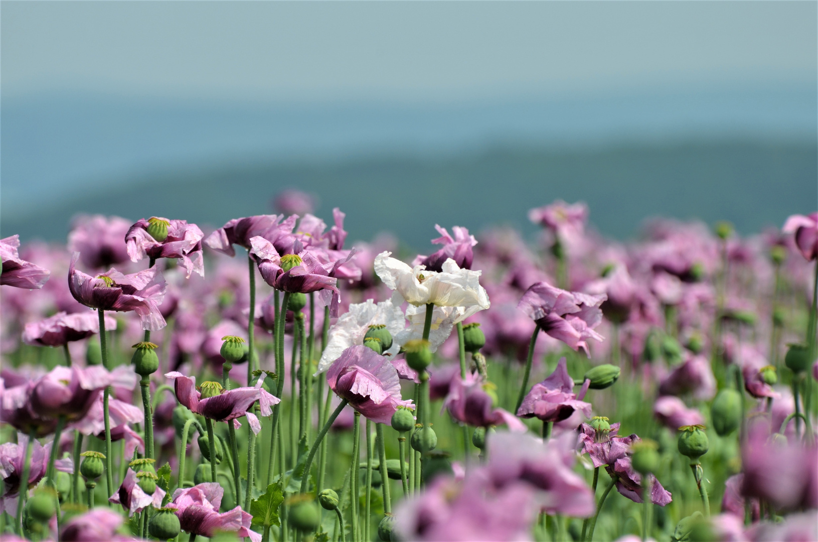 Schlafmohn 