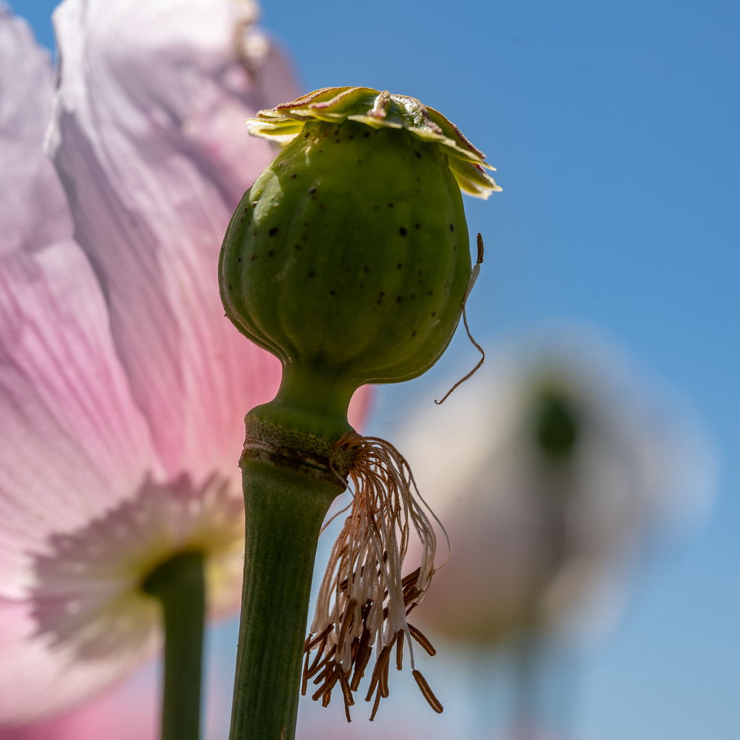 Schlafmohn