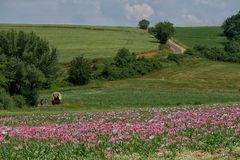 Schlafmohn