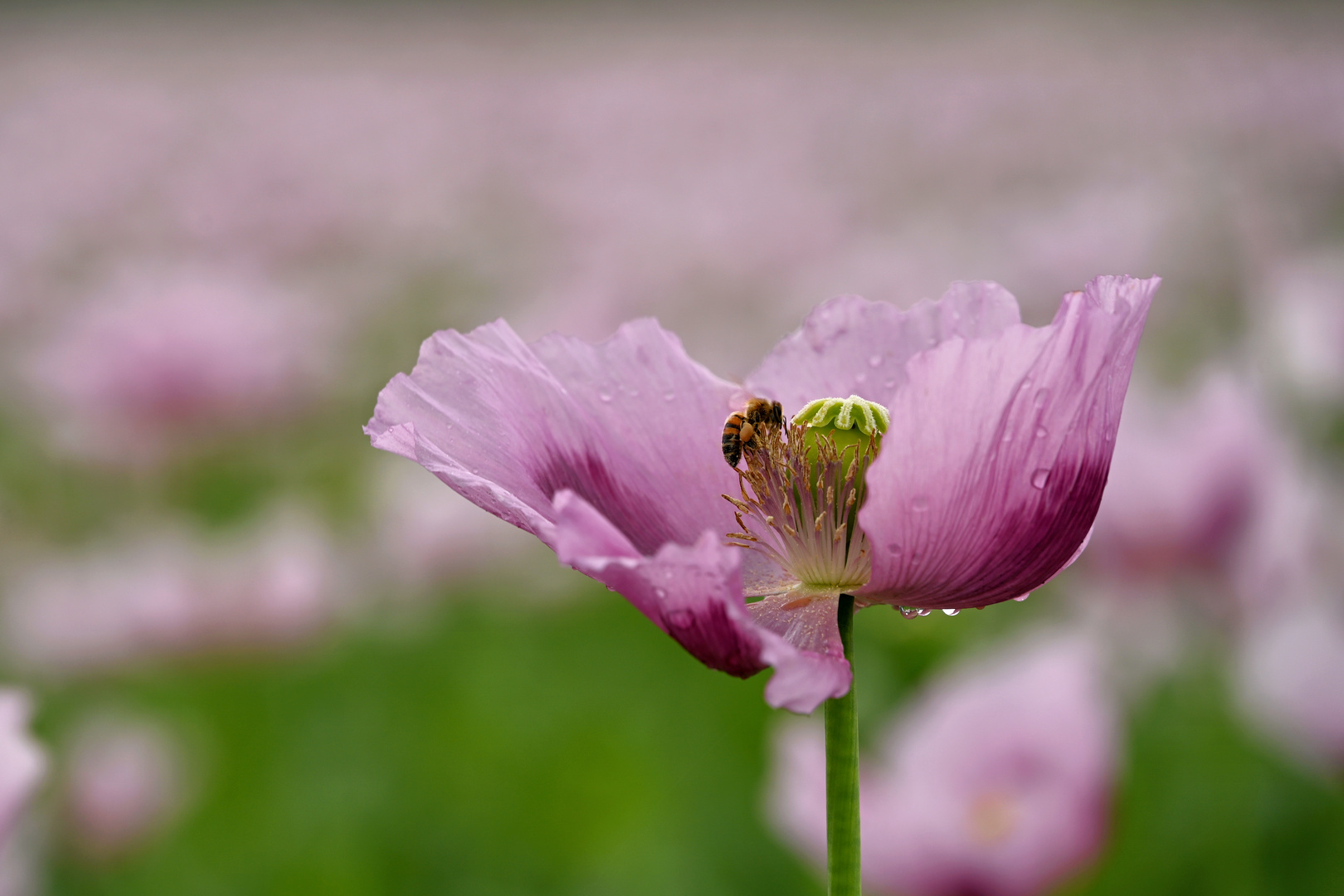 Schlafmohn