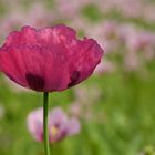 Schlafmohn