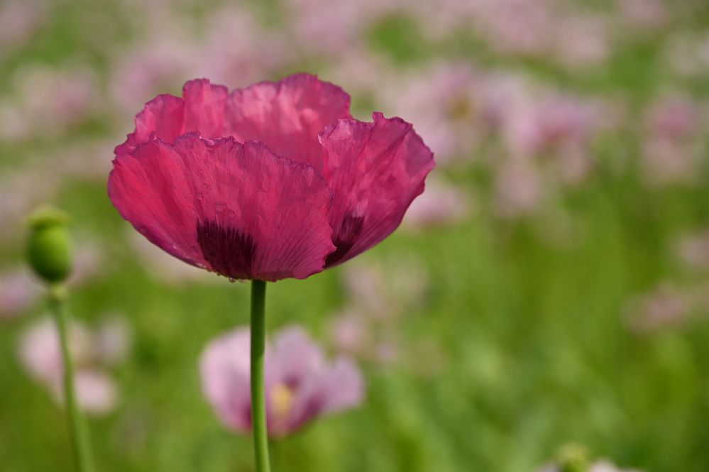 Schlafmohn