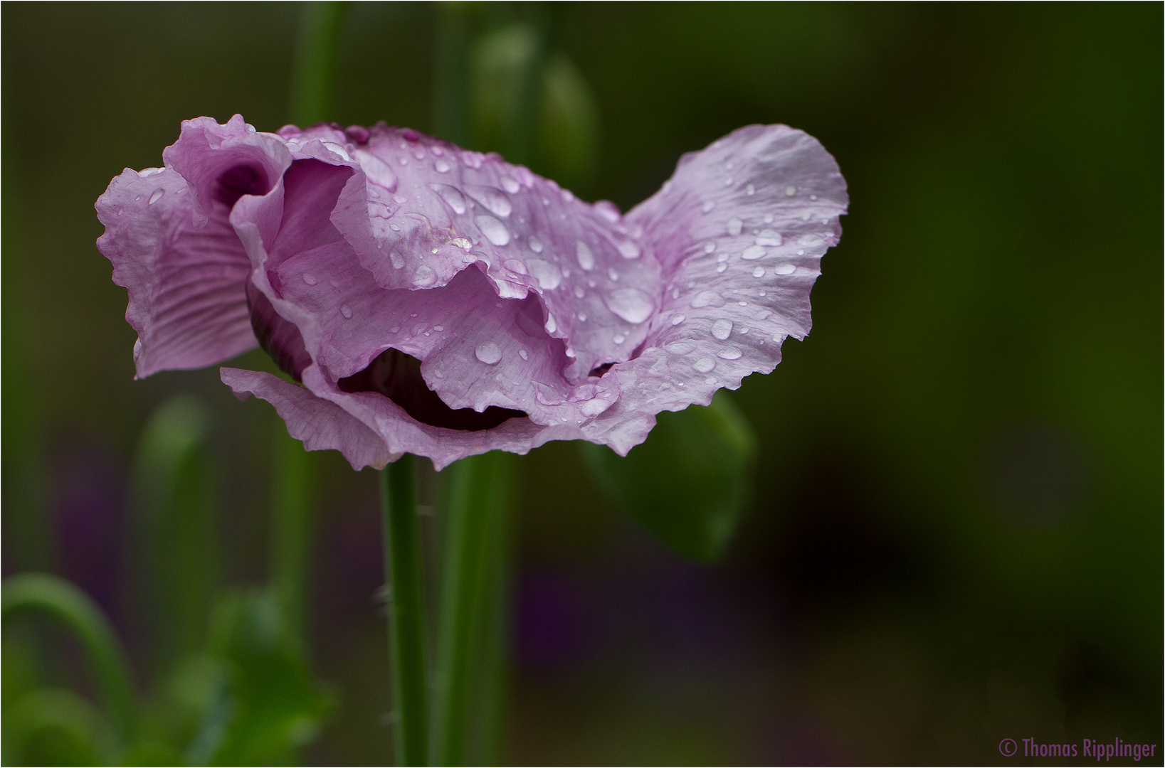 Schlafmohn