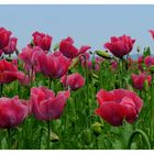 ---- Schlafmohn ----