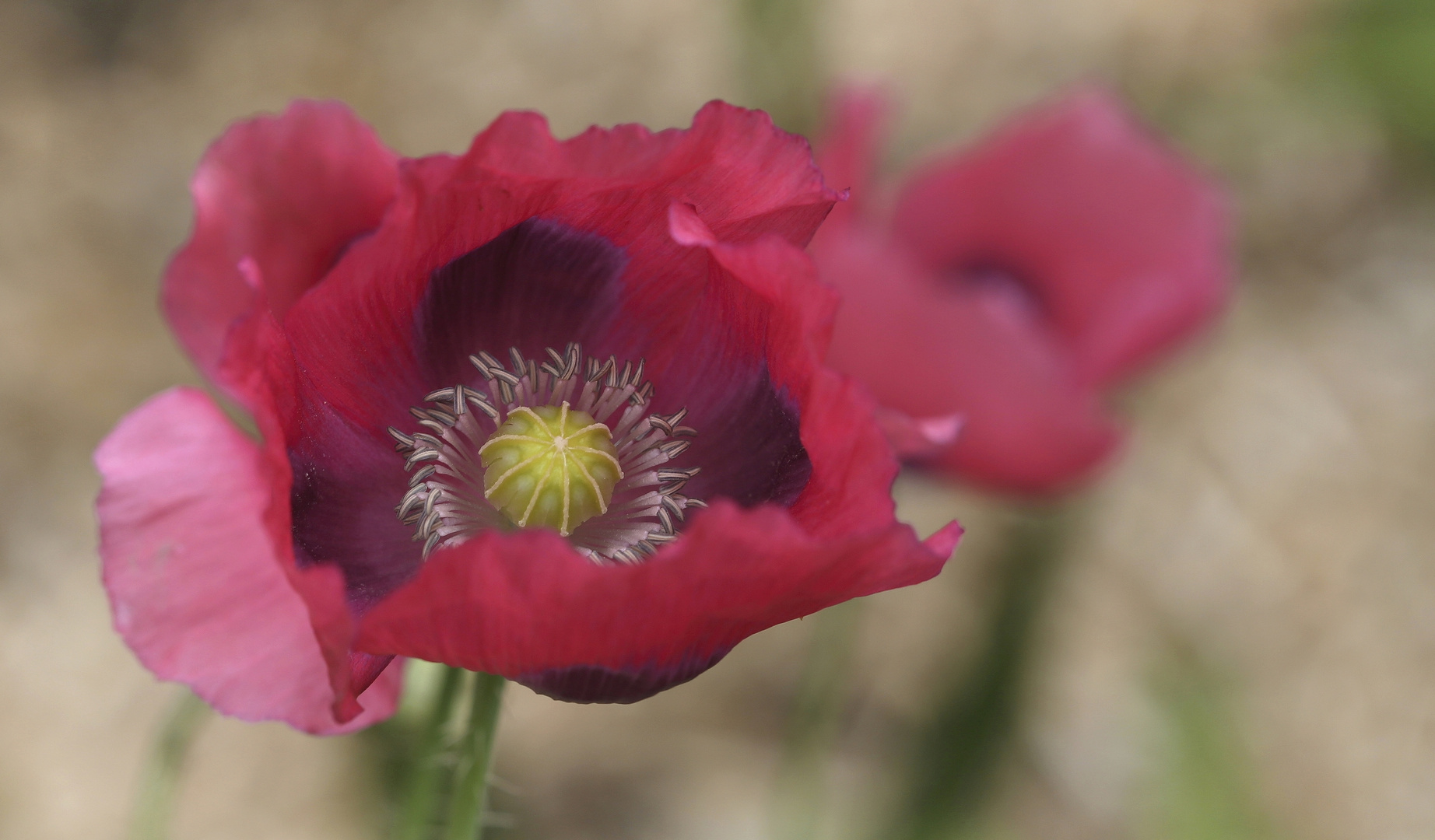 Schlafmohn