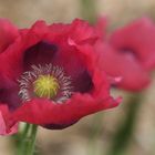 Schlafmohn