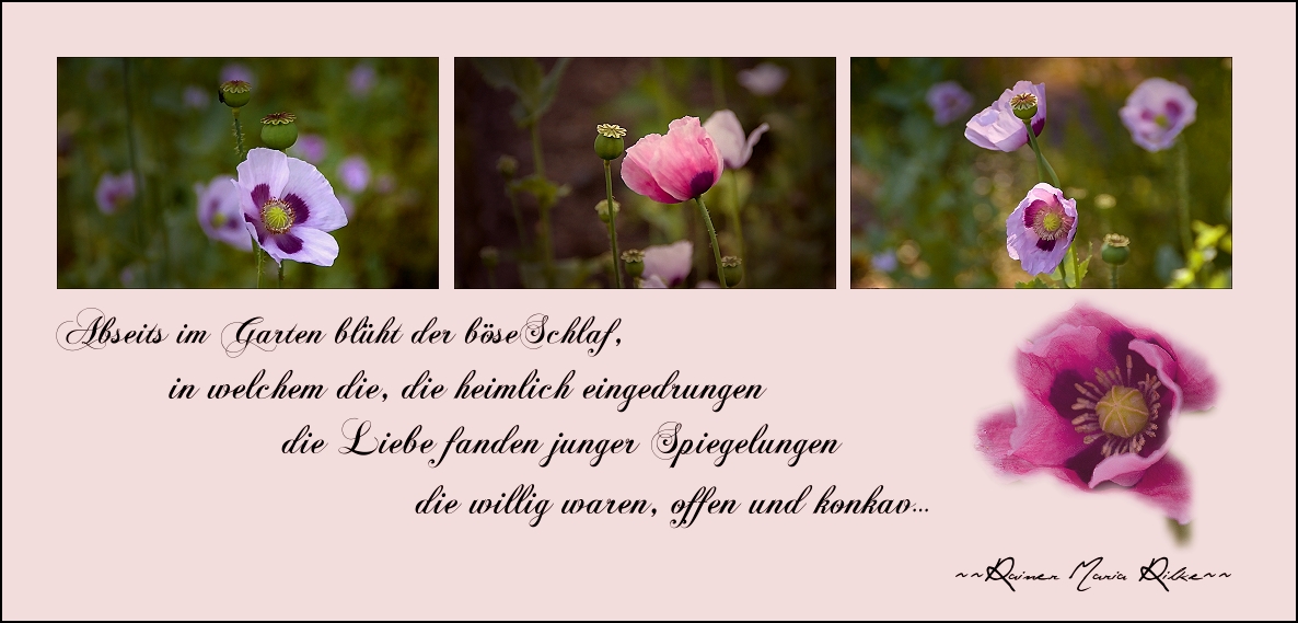 ~~Schlafmohn~~