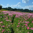 Schlafmohn am Wegesrand