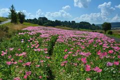 Schlafmohn am Wegesrand