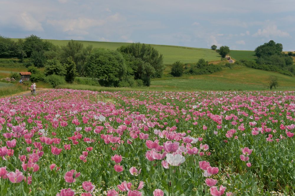 Schlafmohn